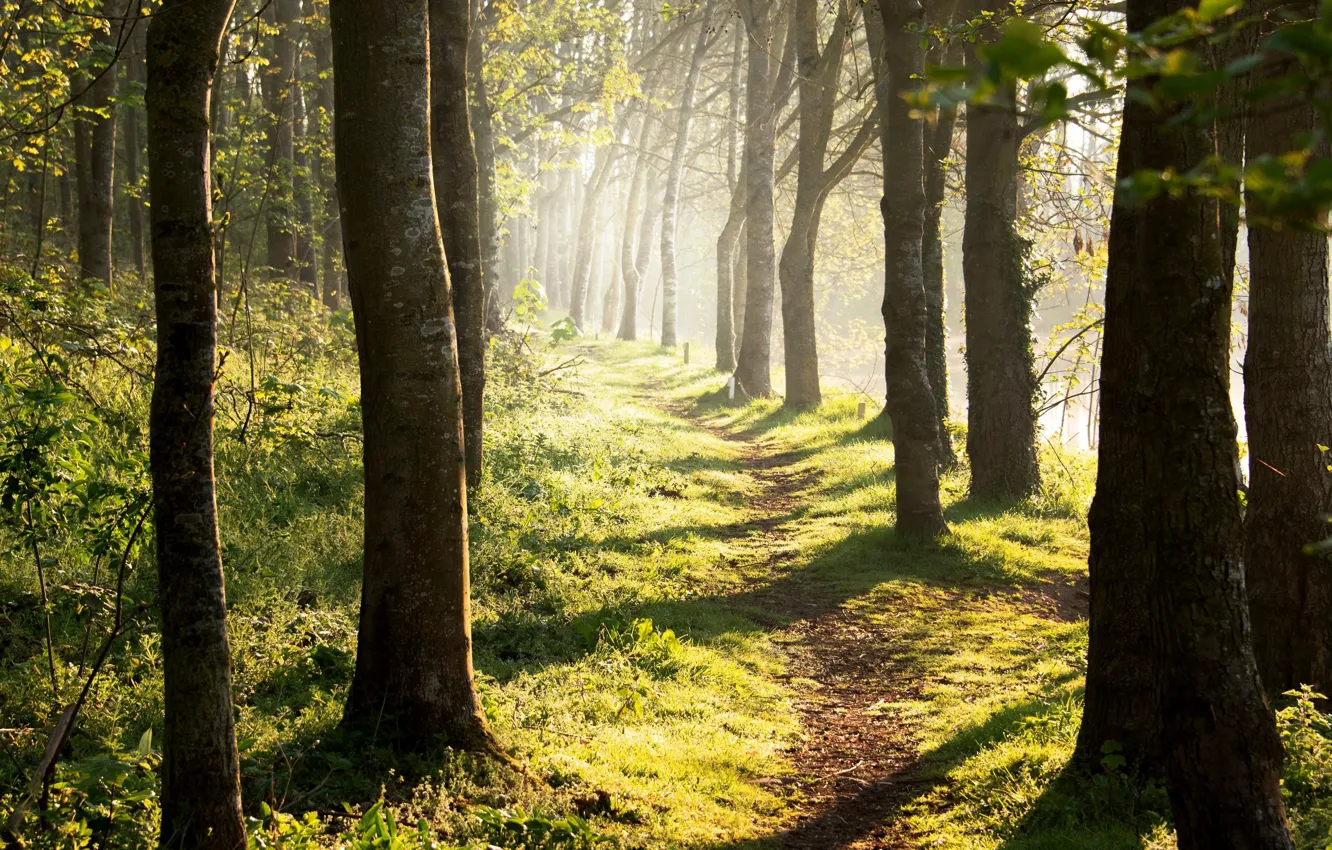 Photo wallpaper forest, summer, trees, nature, trail, sunlight