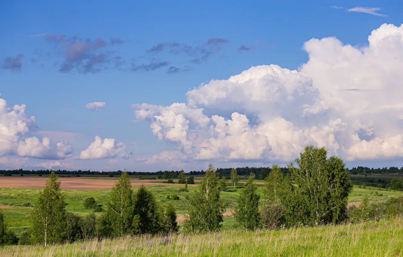 Photo wallpaper summer, clouds, nature, the evening, June, summer evening, the evening sky, Smolensk oblast