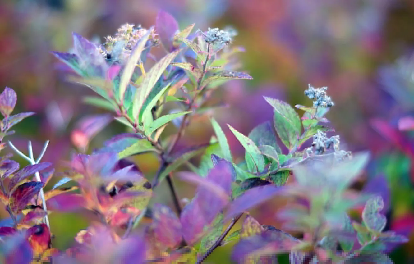 Photo wallpaper leaves, macro, plant, color, stem