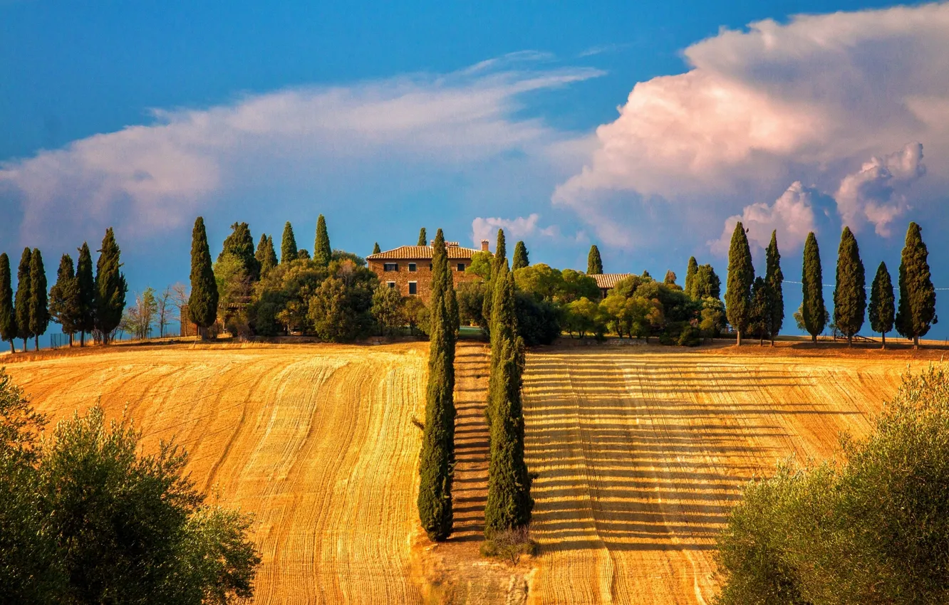 Photo wallpaper trees, field, Italy, Italy, cypress, Tuscany, Sienna, Tuscany