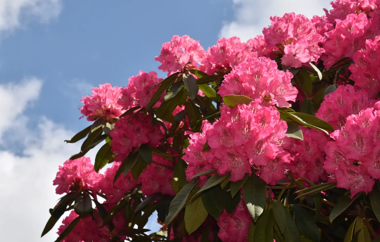 Photo wallpaper flowers, pink, Azalea, rhododendrons