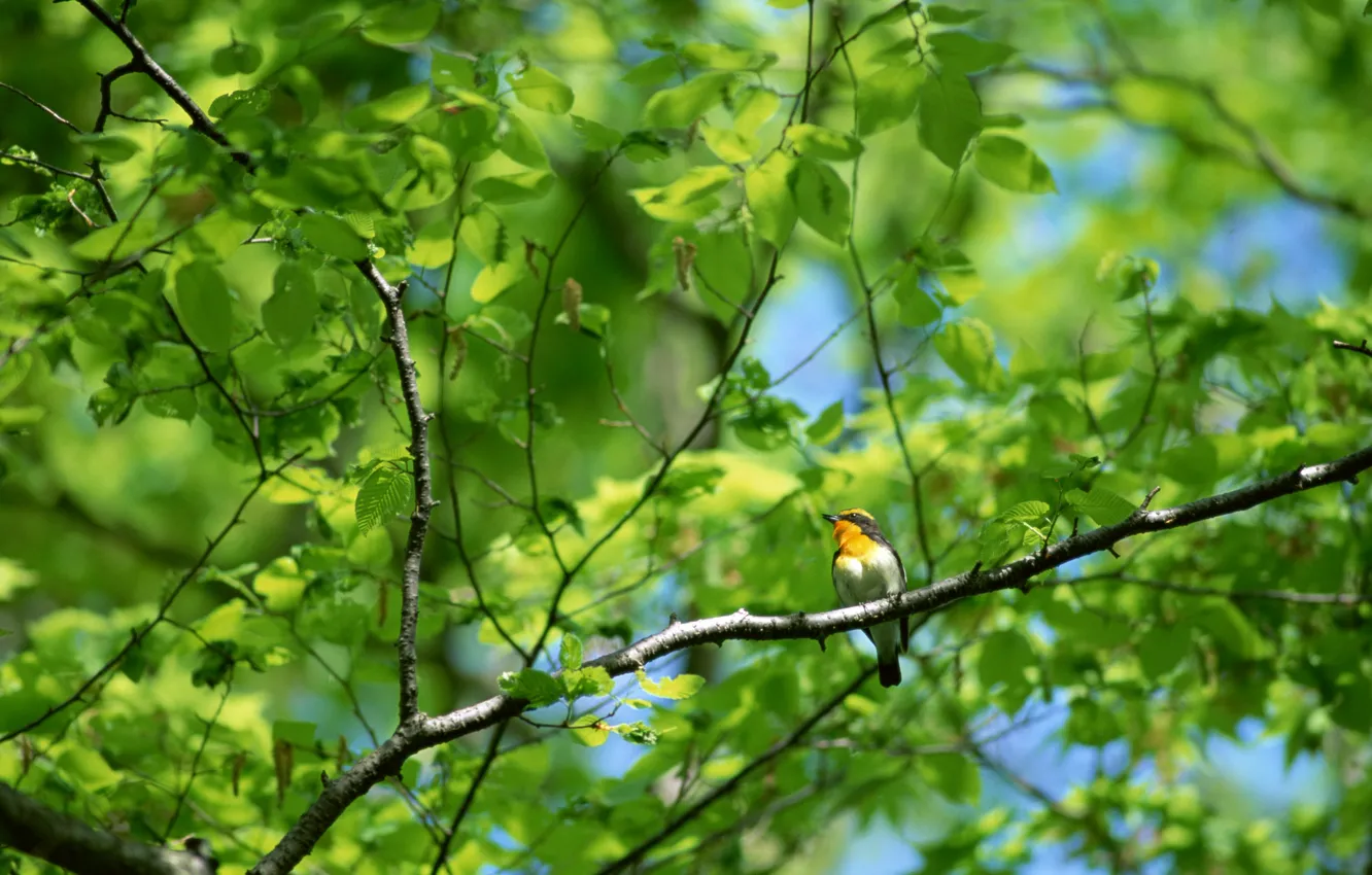 Photo wallpaper forest, branches, tree, bird, foliage