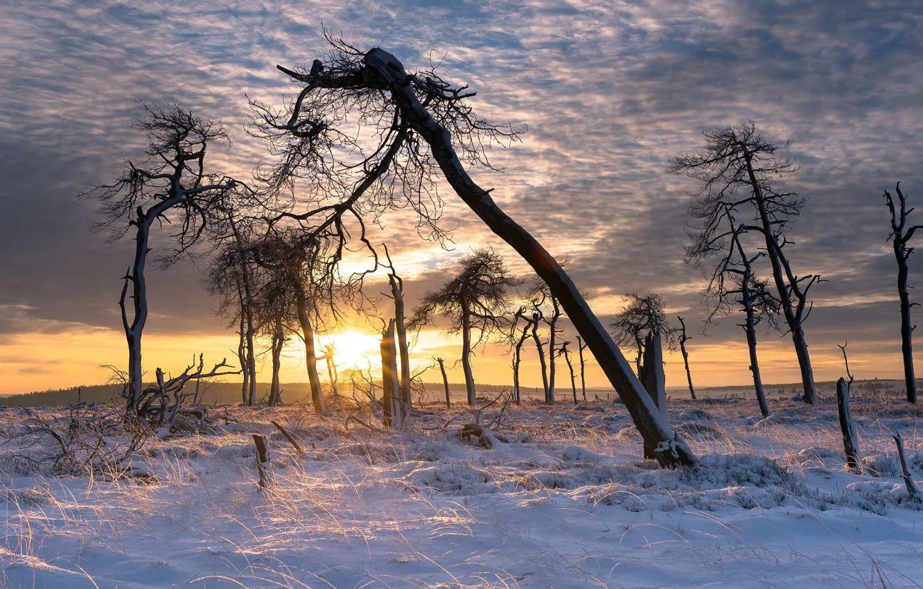 Photo wallpaper winter, trees, sunset