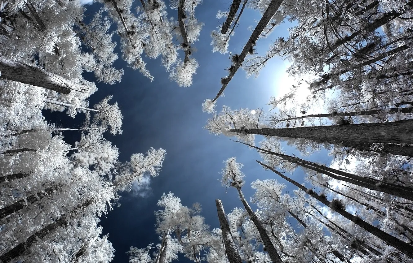 Photo wallpaper frost, forest, the sky, trees, infrared