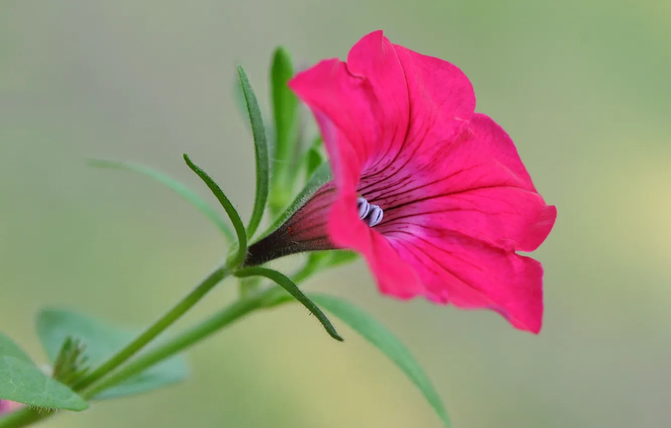 Photo wallpaper leaves, macro, plant, petals