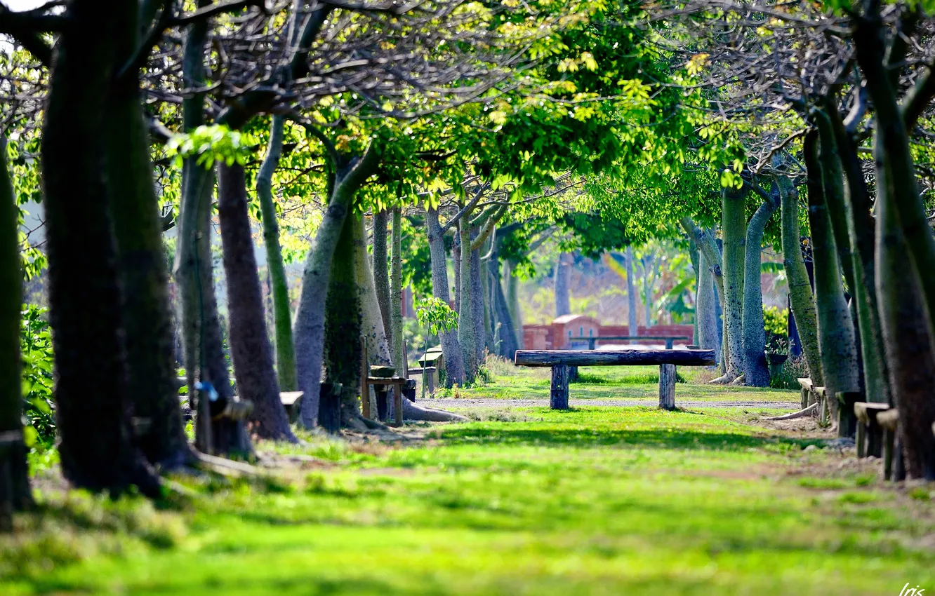 Photo wallpaper greens, bench, Park, shop