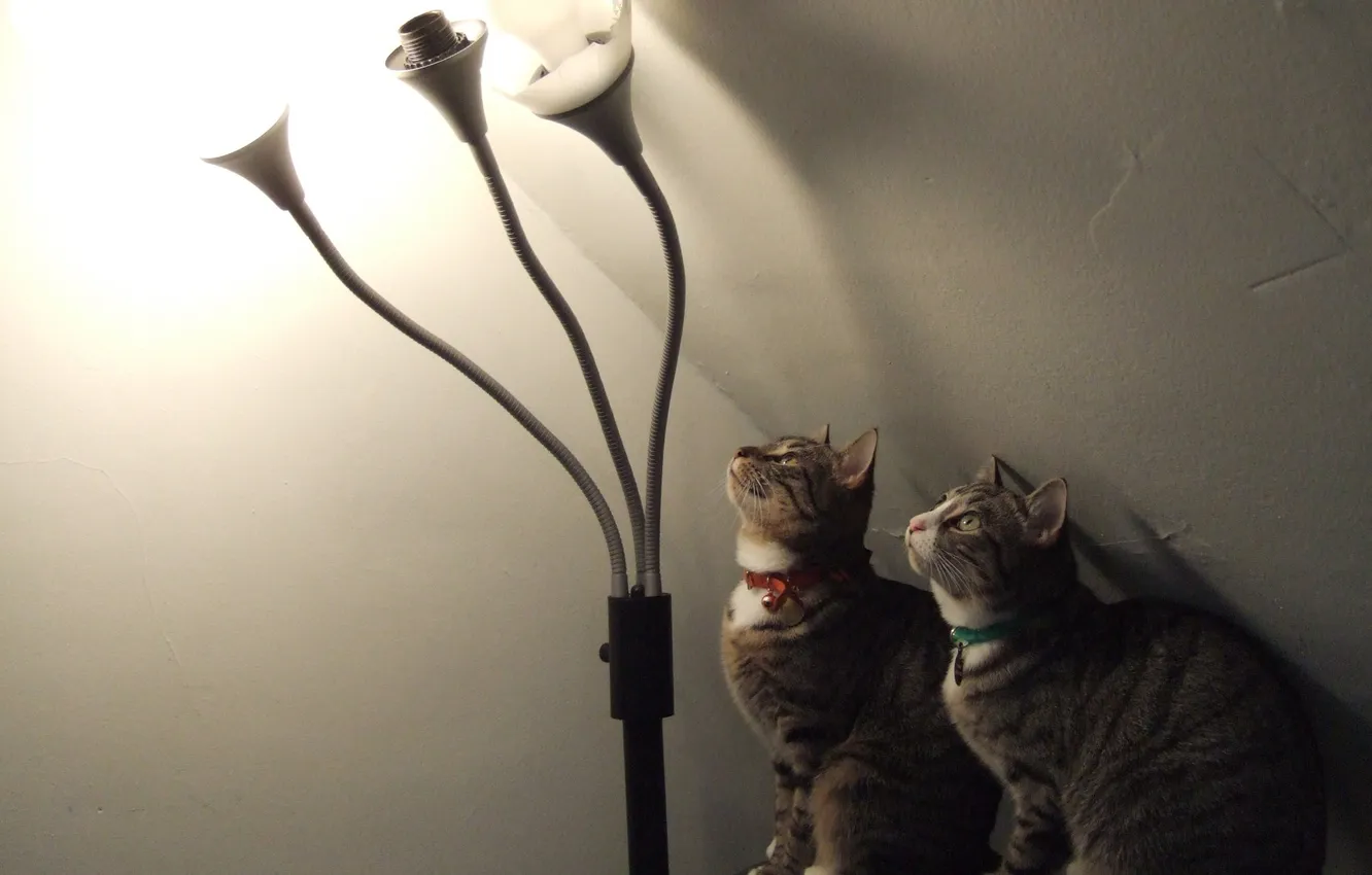 Photo wallpaper light, lamp, looks