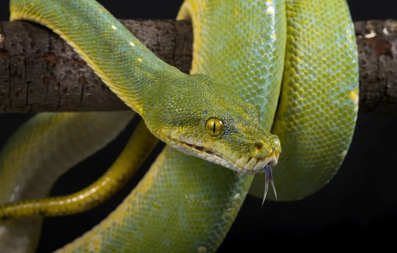 Photo wallpaper language, eyes, snake, scales, green