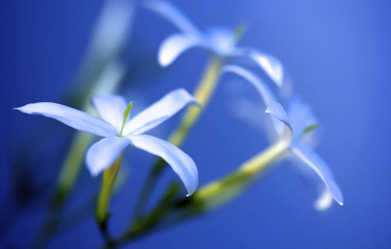 Photo wallpaper light, flowers, lighting, white, solar, Jasmine, morning