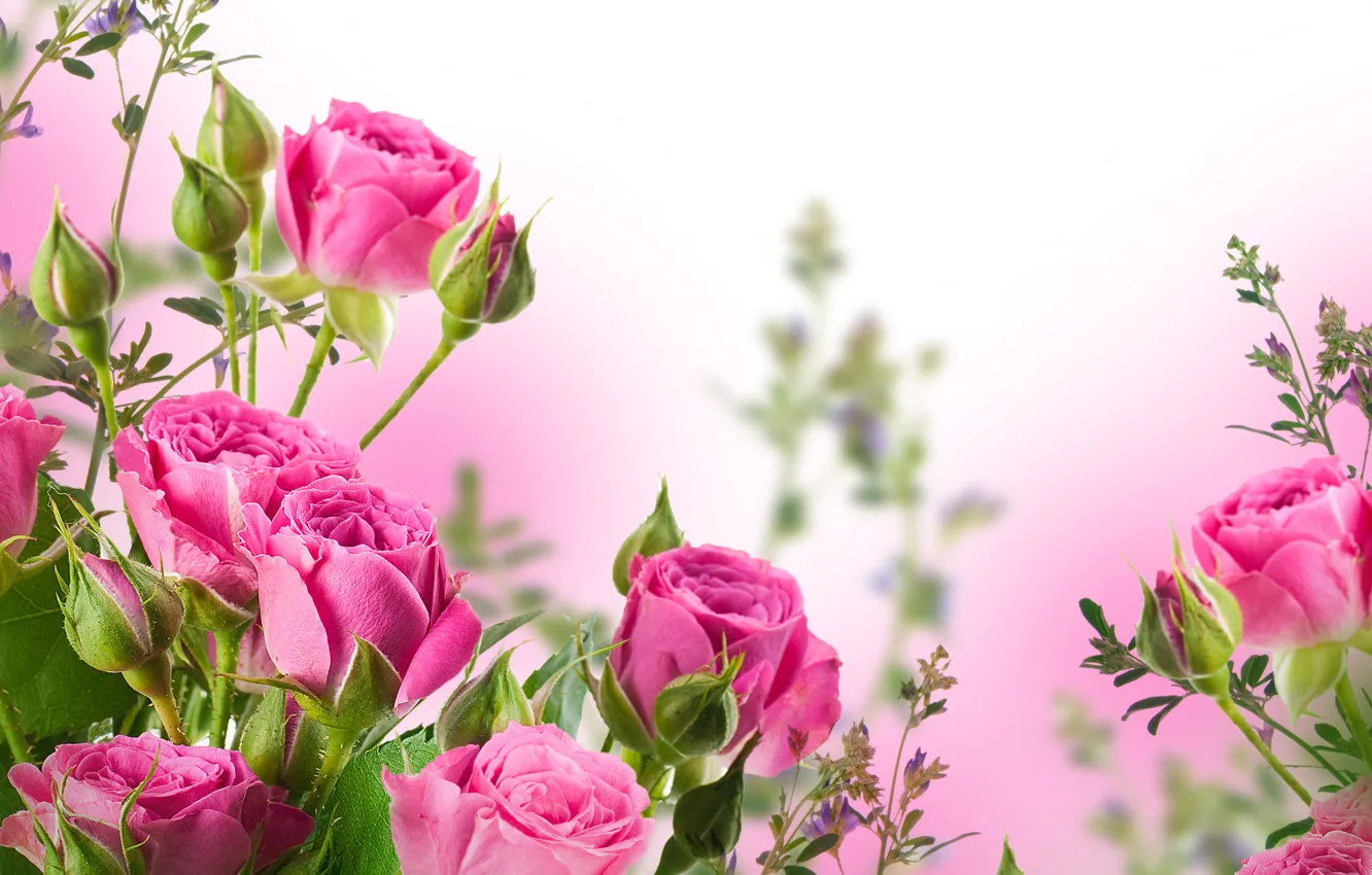 Photo wallpaper flowers, bouquet, petals, buds, pink roses