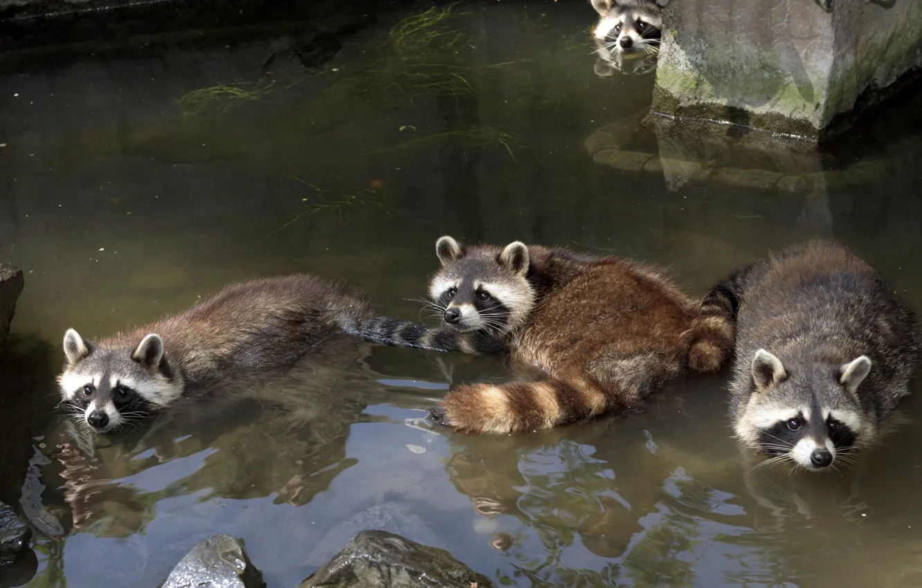 Photo wallpaper bathing, pond, muzzle, raccoons