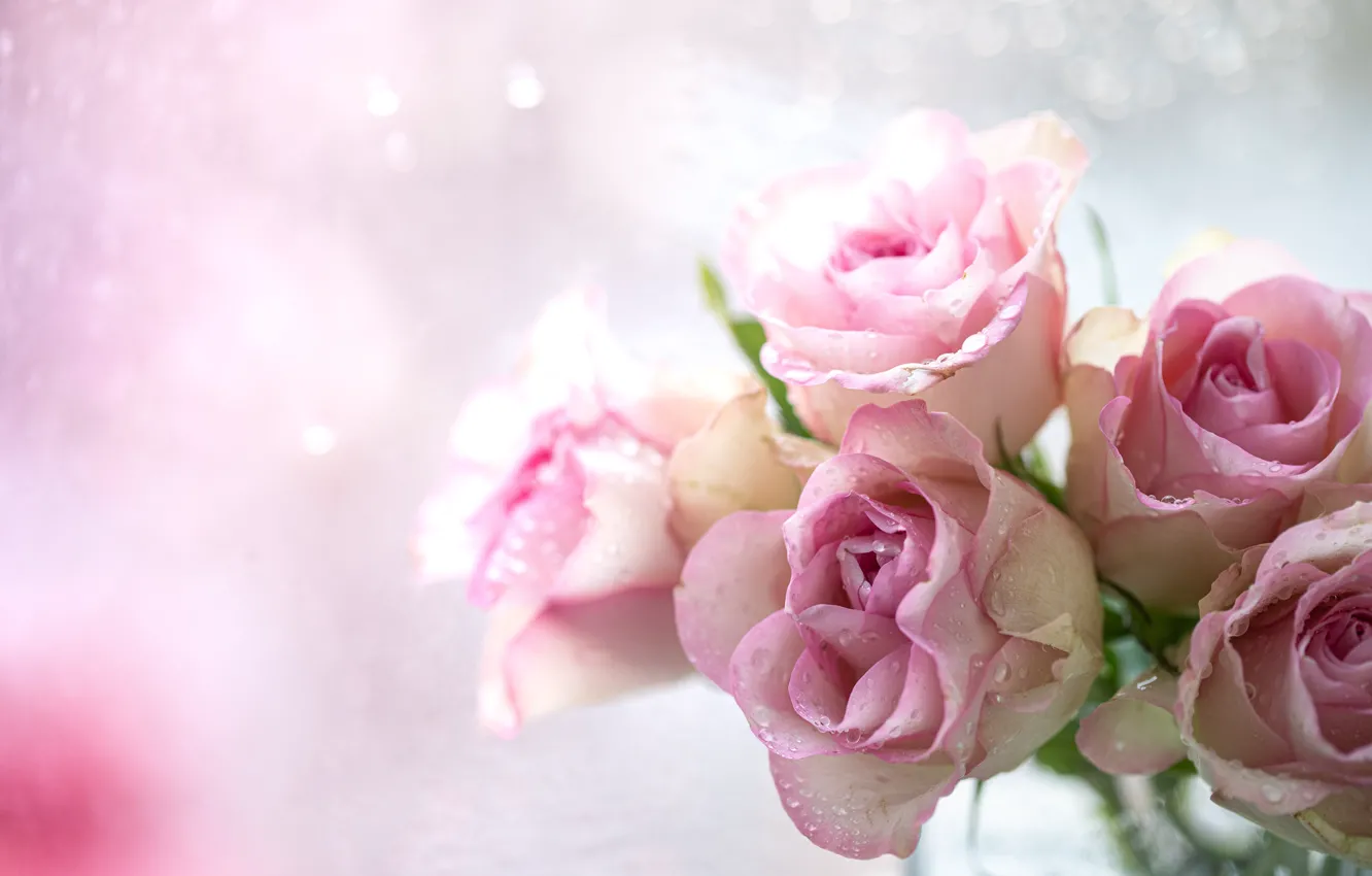 Photo wallpaper background, roses, bouquet, pink, Karina Klachuk