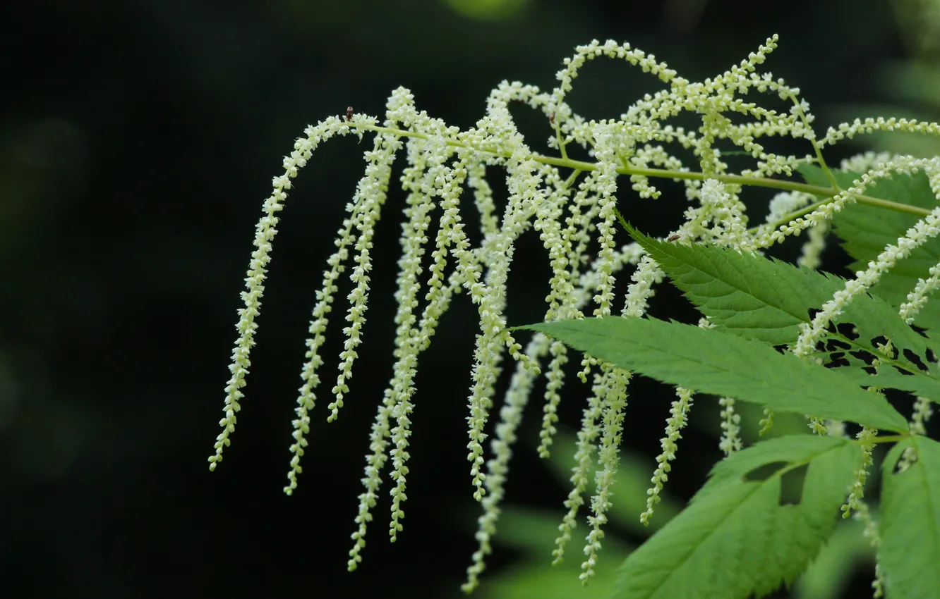 Photo wallpaper white, black, blooming, forest fireweed