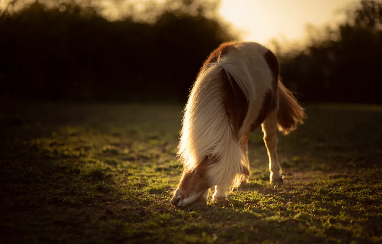 Photo wallpaper field, summer, grass, light, trees, horse, horse, meadow