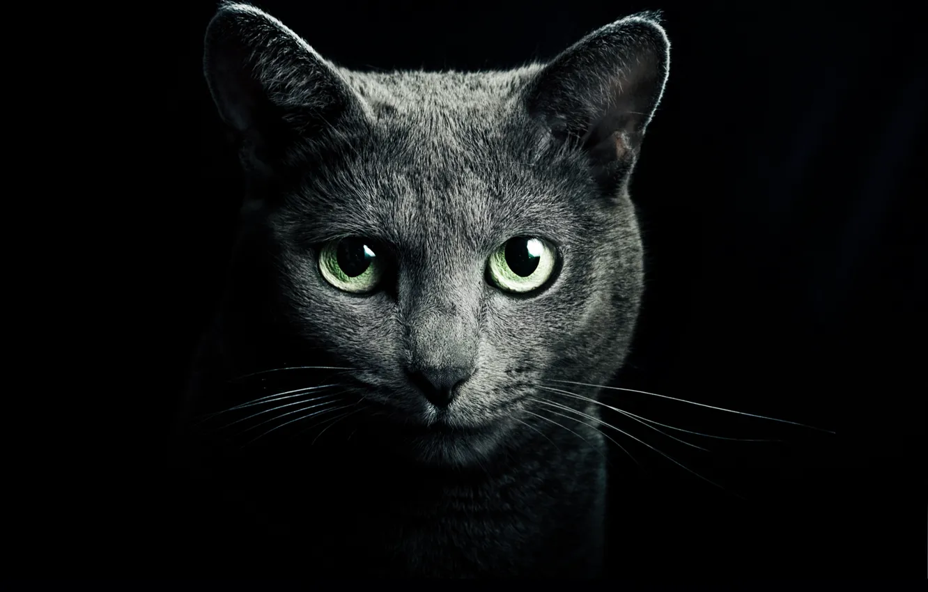 Photo wallpaper cat, eyes, cat, look, grey, green, black background, blue