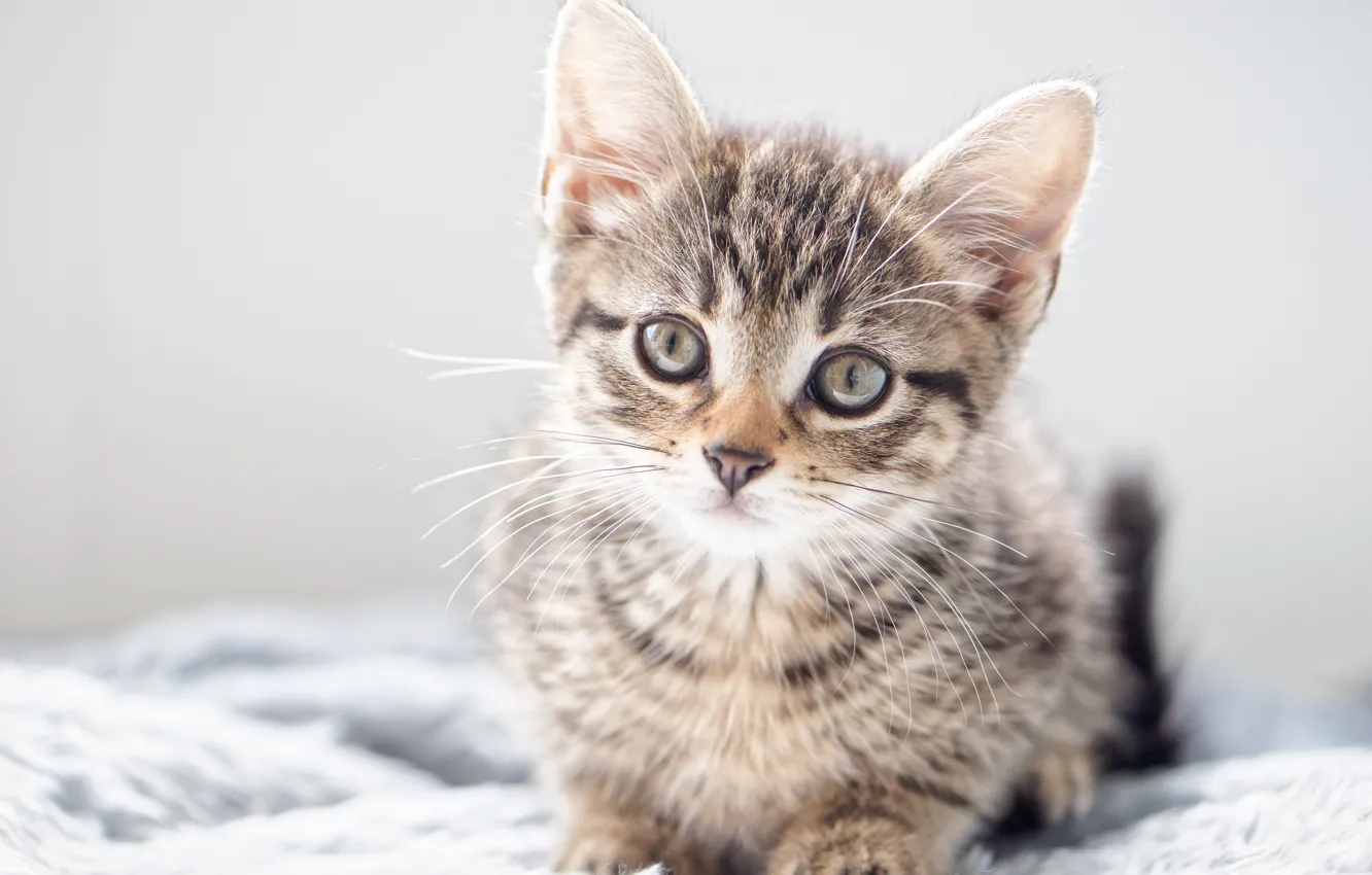 Photo wallpaper cat, look, kitty