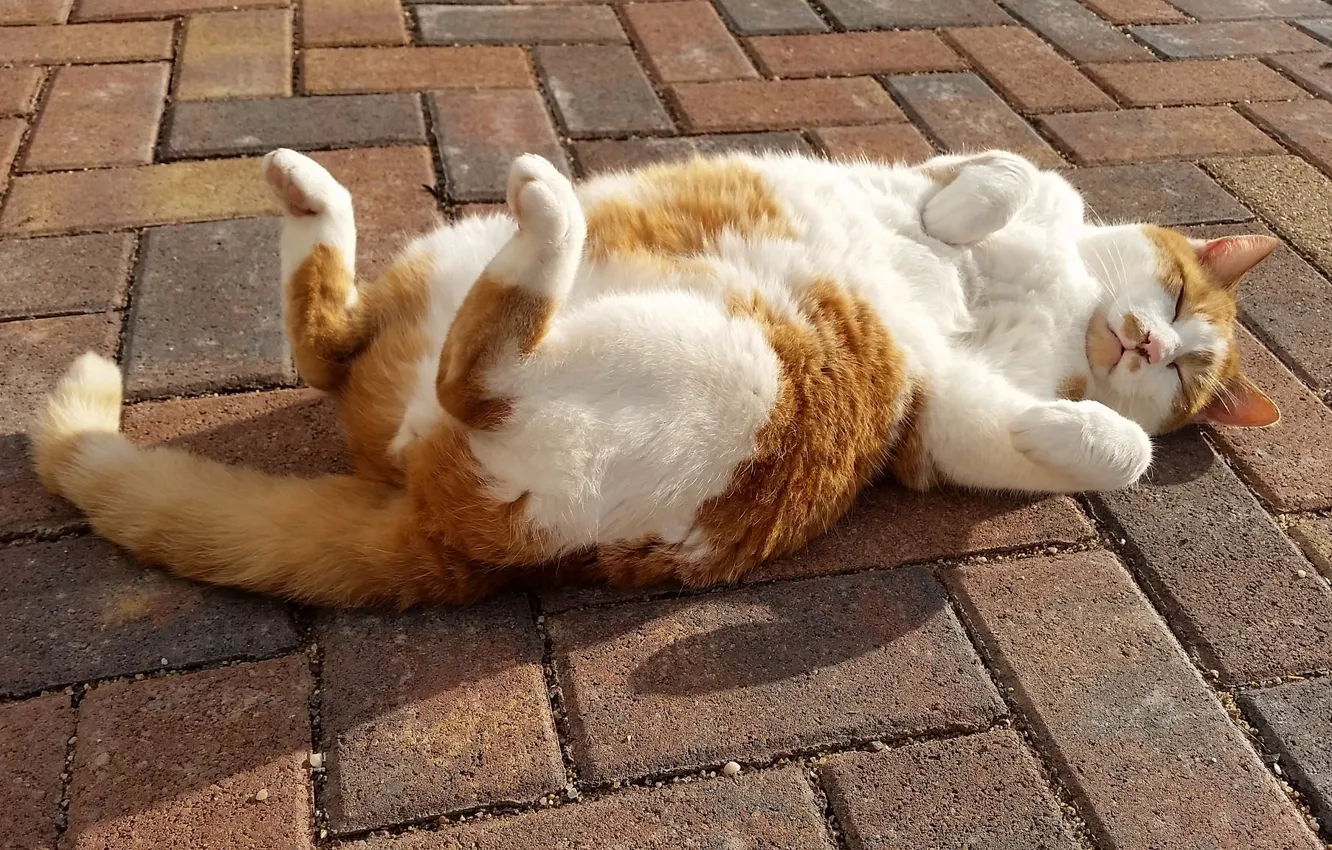 Photo wallpaper cat, cat, relax, sleep, legs, the sidewalk, chill, sleeping