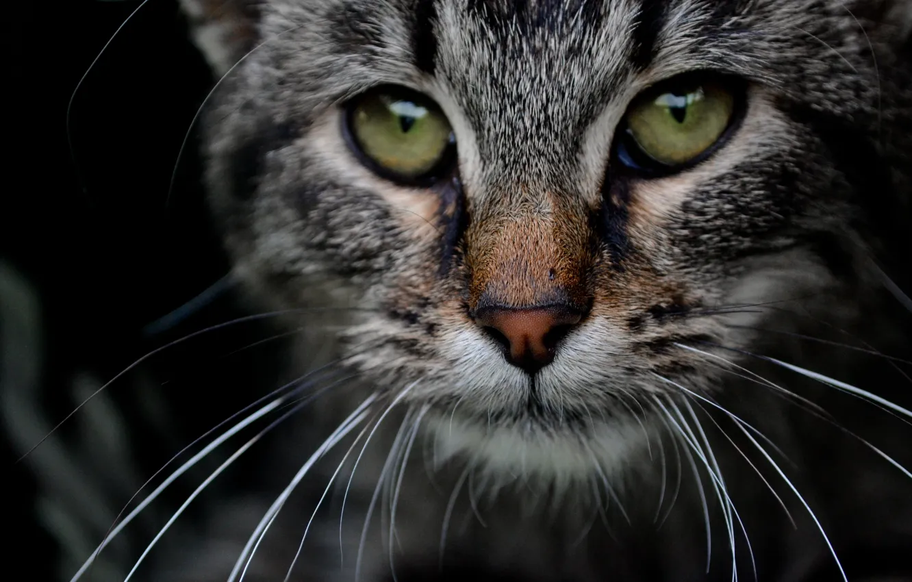 Photo wallpaper eyes, cat, grey