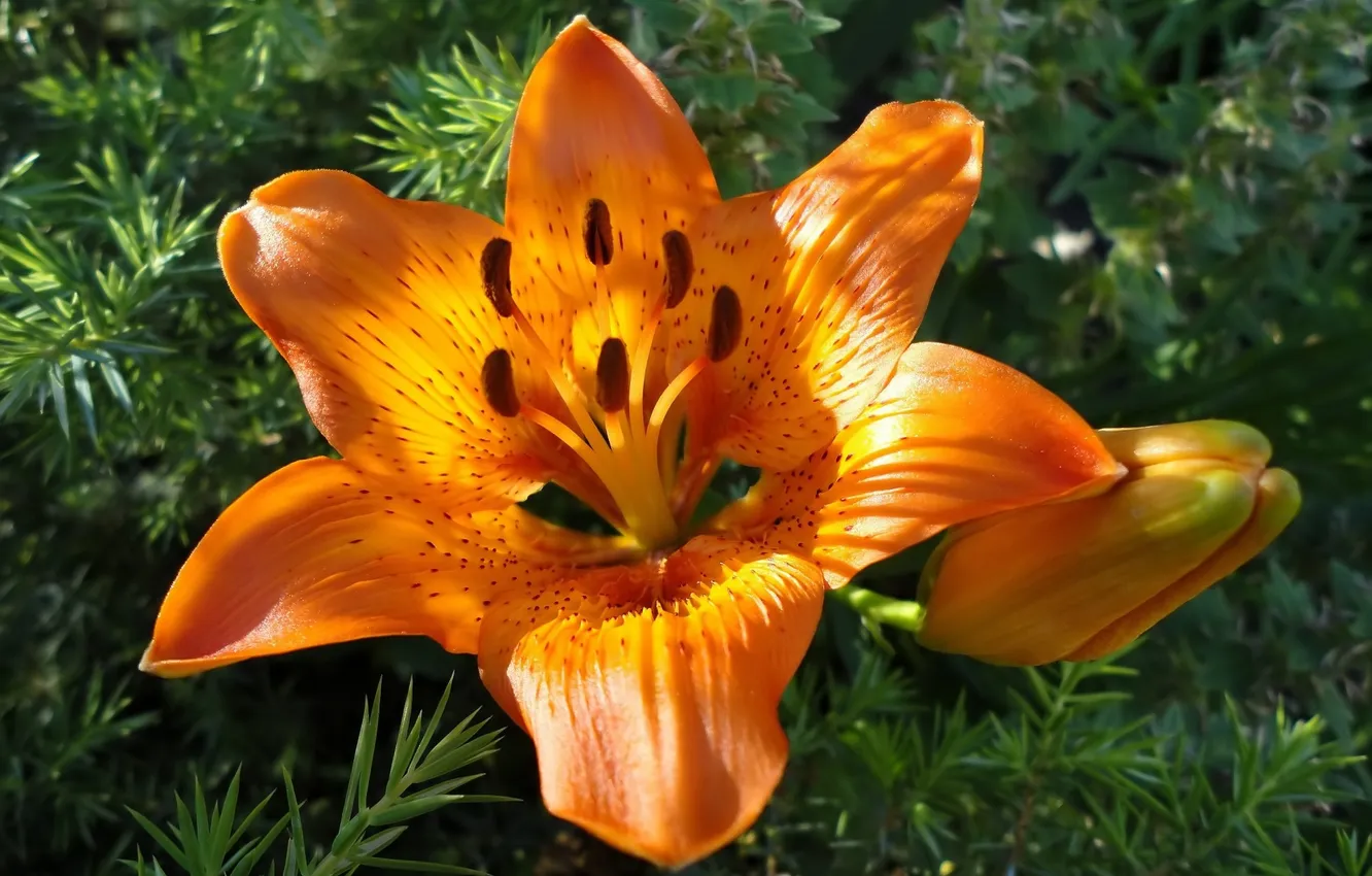 Photo wallpaper flowers, orange, Lily