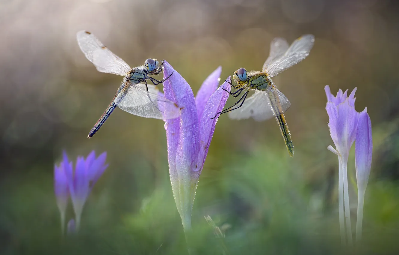 Photo wallpaper macro, flowers, dragonfly, crocuses, insect, a couple, bokeh