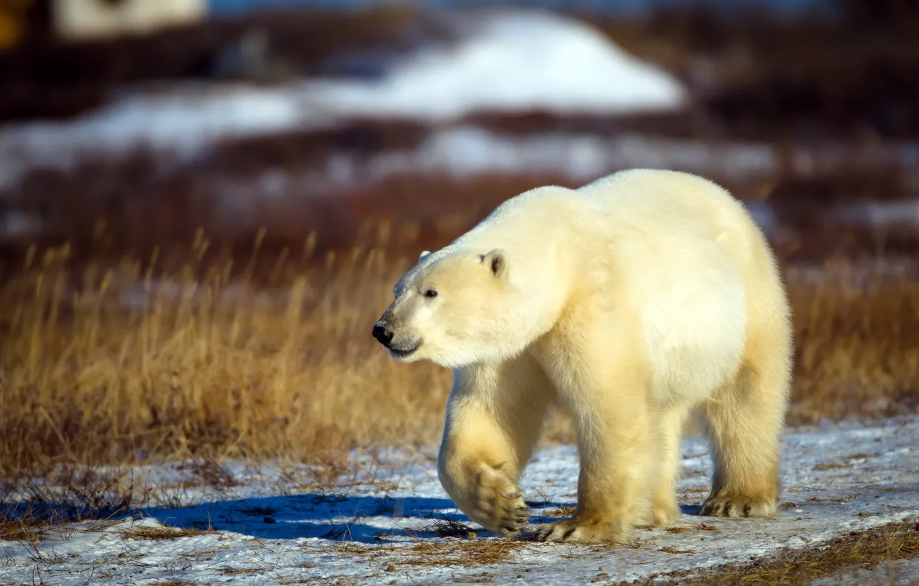 Photo wallpaper white, nature, bear