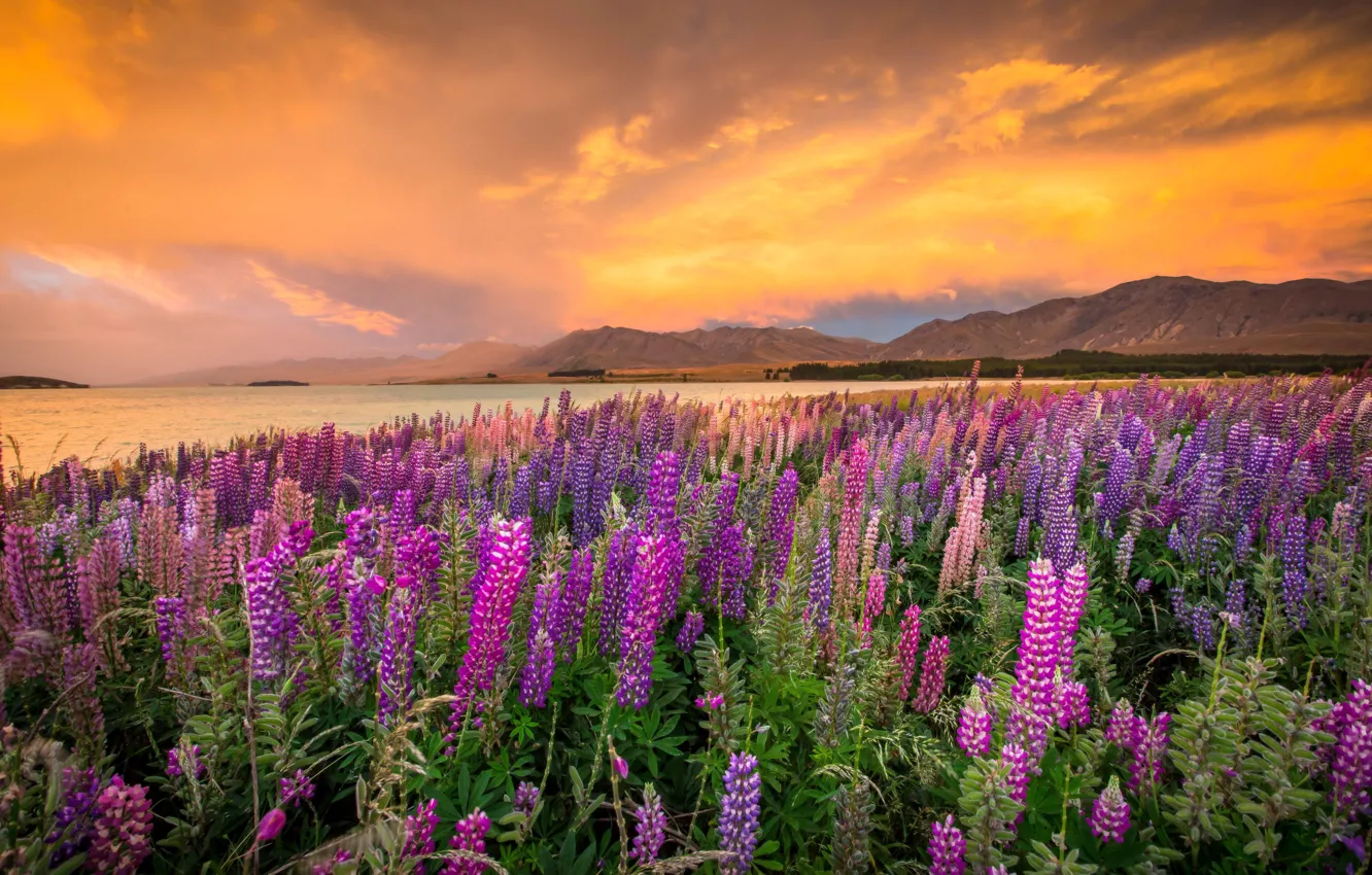 Photo wallpaper landscape, sunset, flowers, mountains, nature, lake, shore, New Zealand