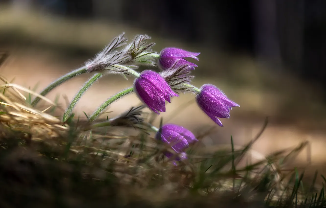 Photo wallpaper blur, sleep-grass, cross