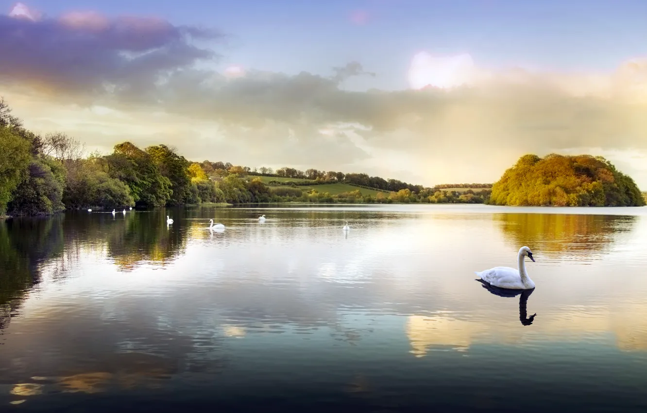 Photo wallpaper water, lake, pond, Park, swans