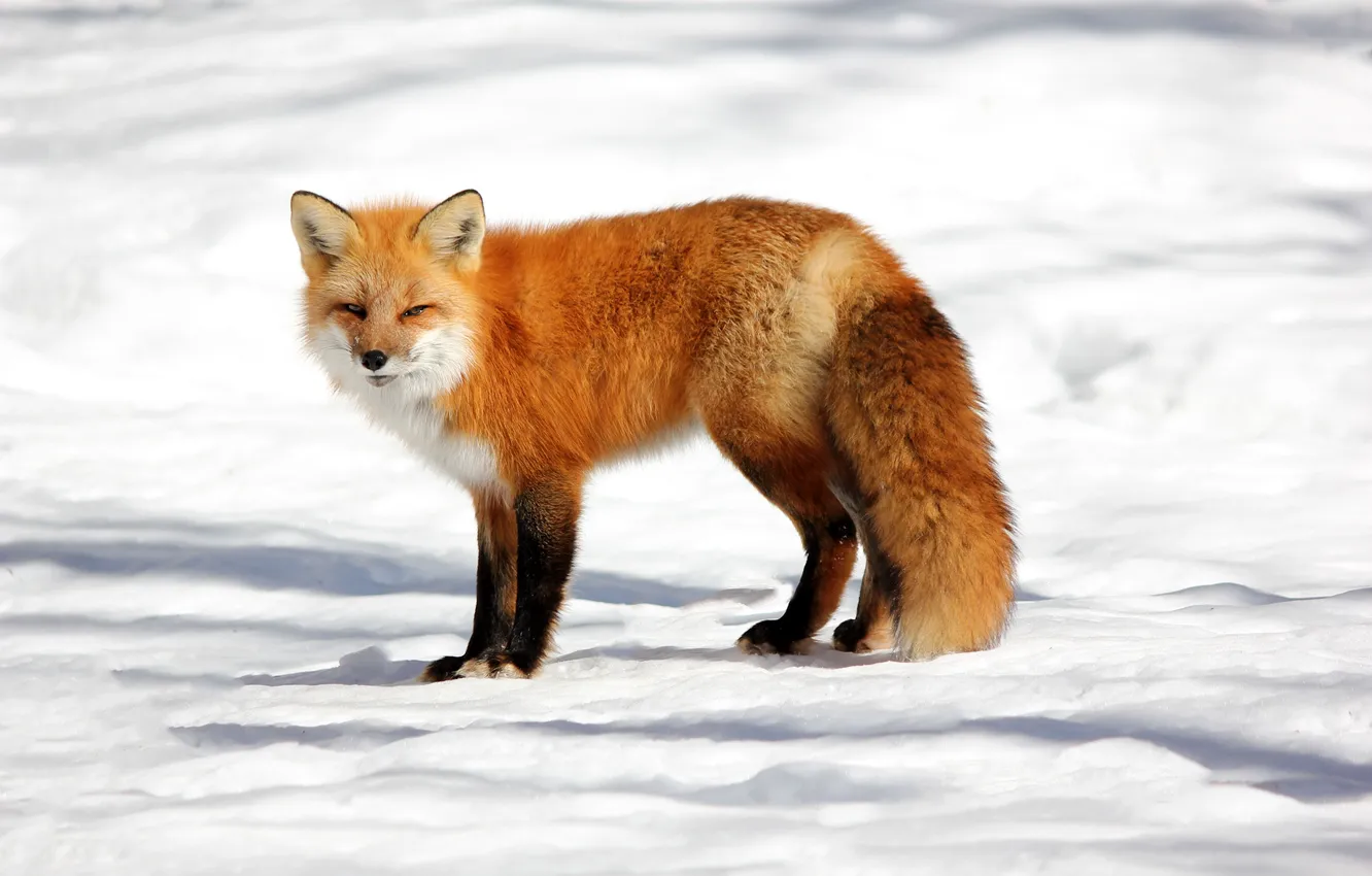 Photo wallpaper winter, the sun, snow, nature, Fox, red, Fox