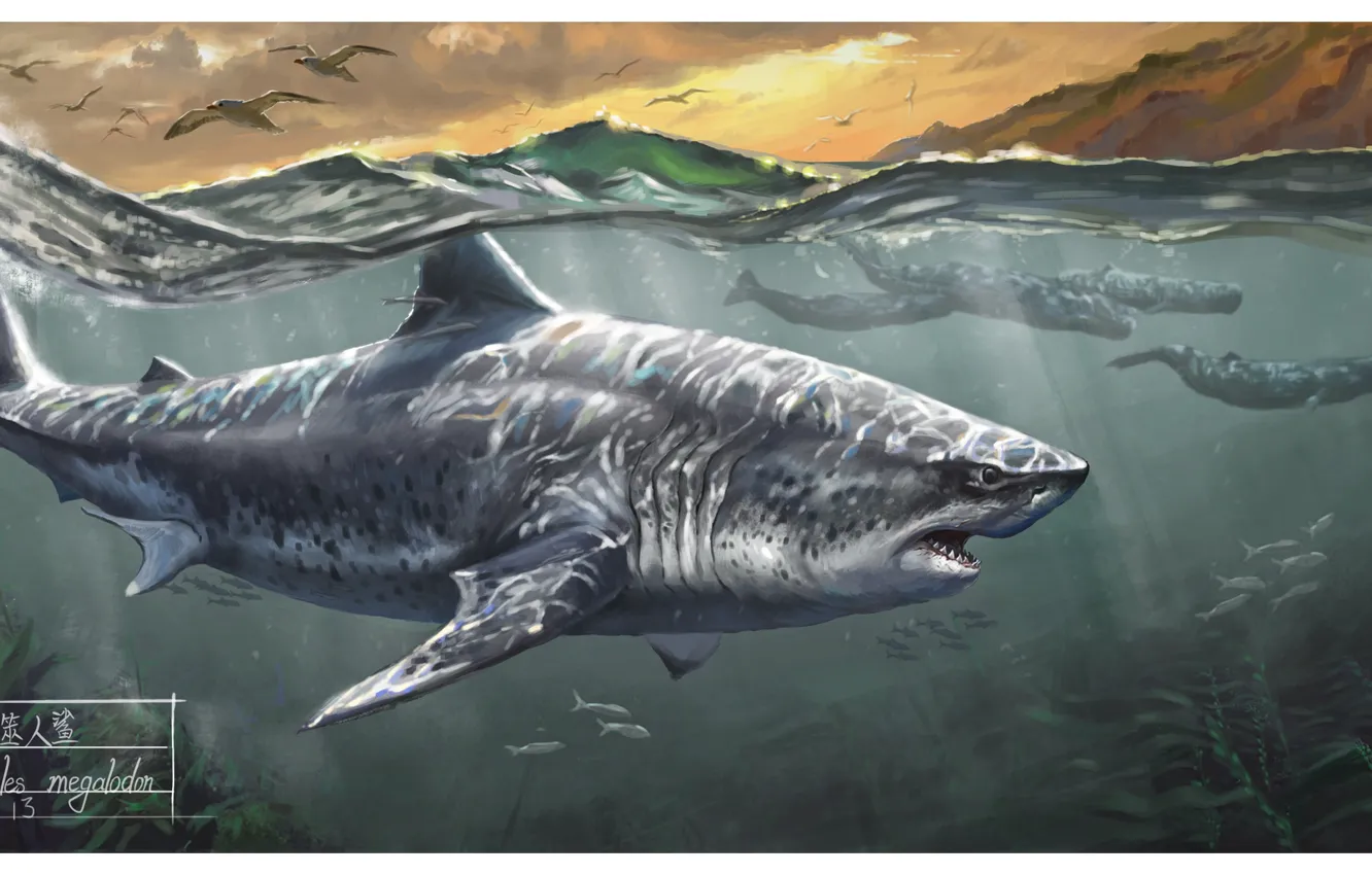 Photo wallpaper Shark, Whales, Megalodon