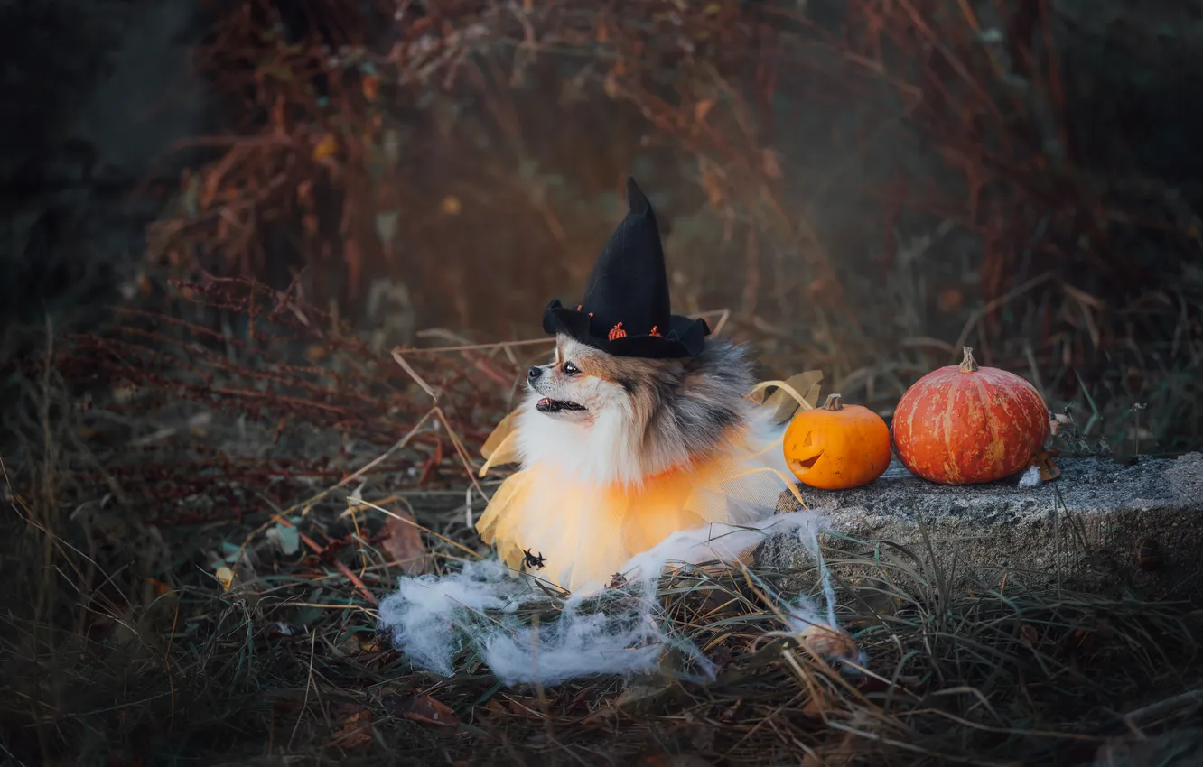 Photo wallpaper look, pose, dog, face, Spitz
