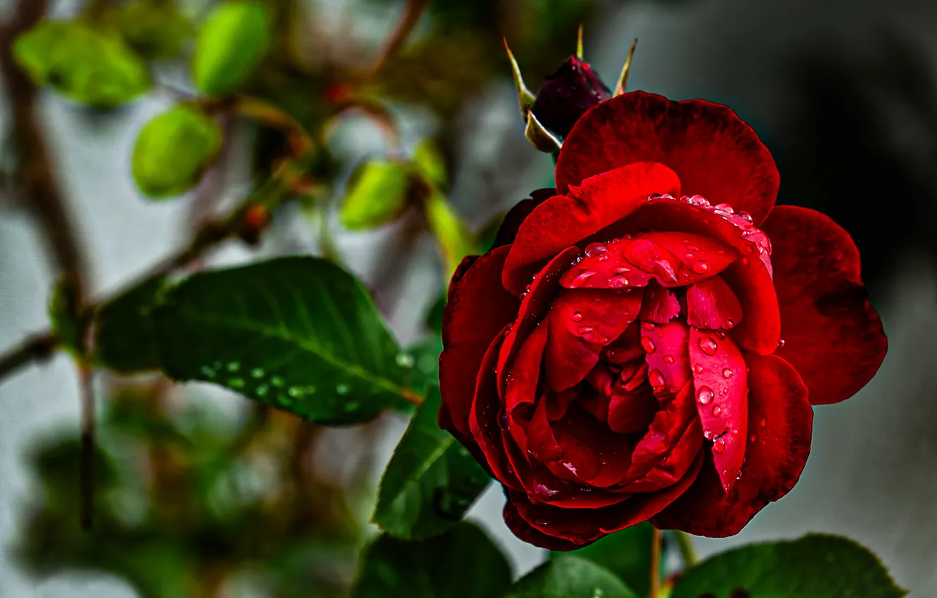 Photo wallpaper leaves, drops, macro, flowers, red, roses, bokeh, blurred background