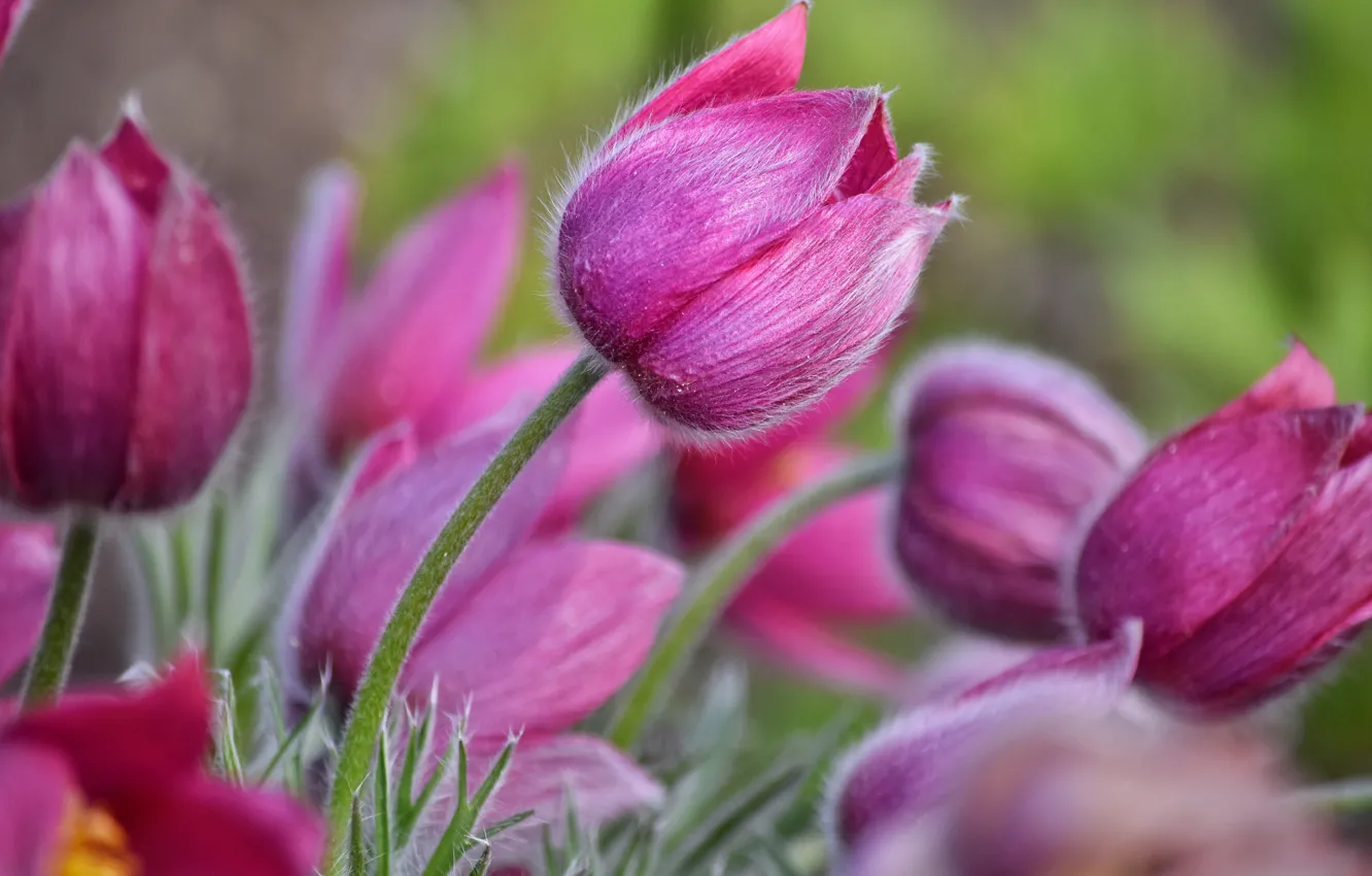 Photo wallpaper flowers, spring, lilac, cross
