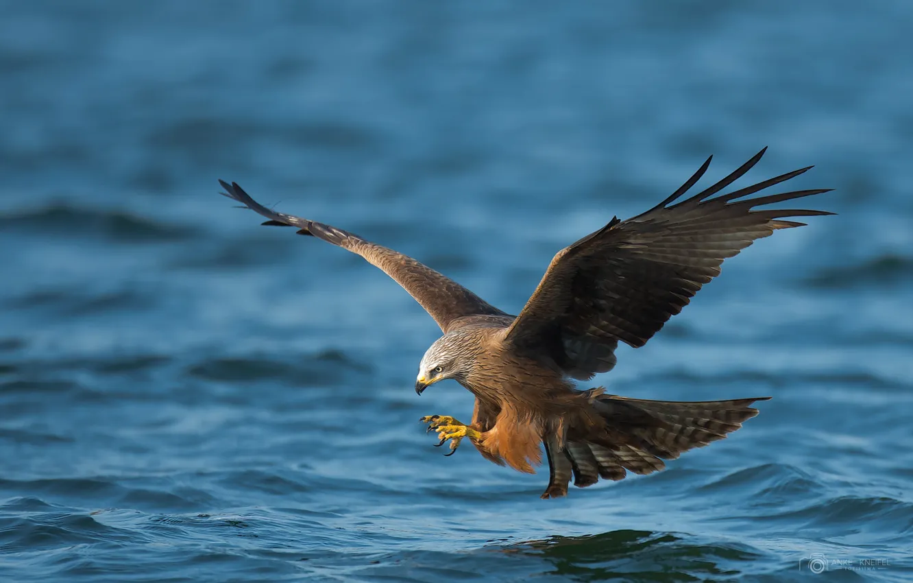 Photo wallpaper water, surface, eagle