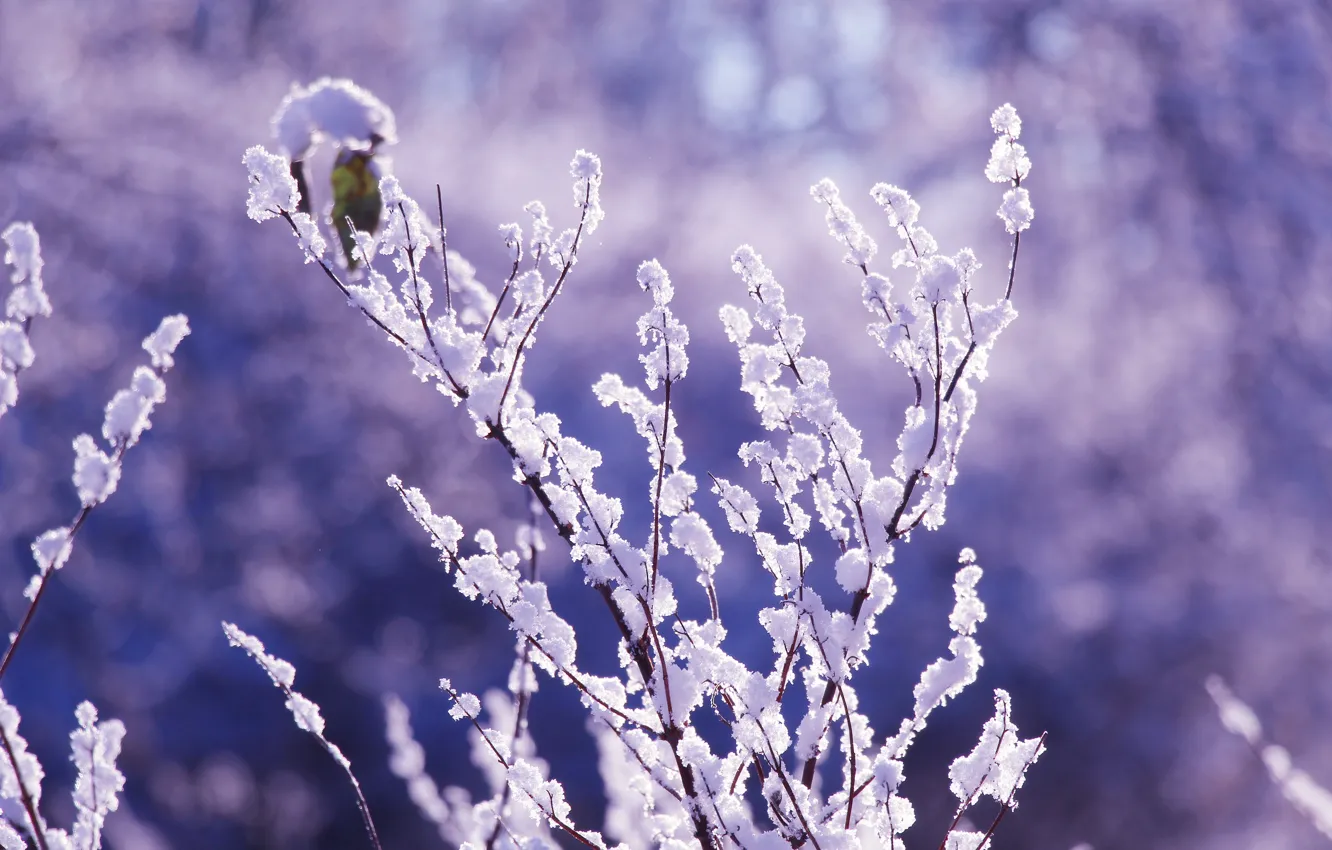 Photo wallpaper winter, snow, twig