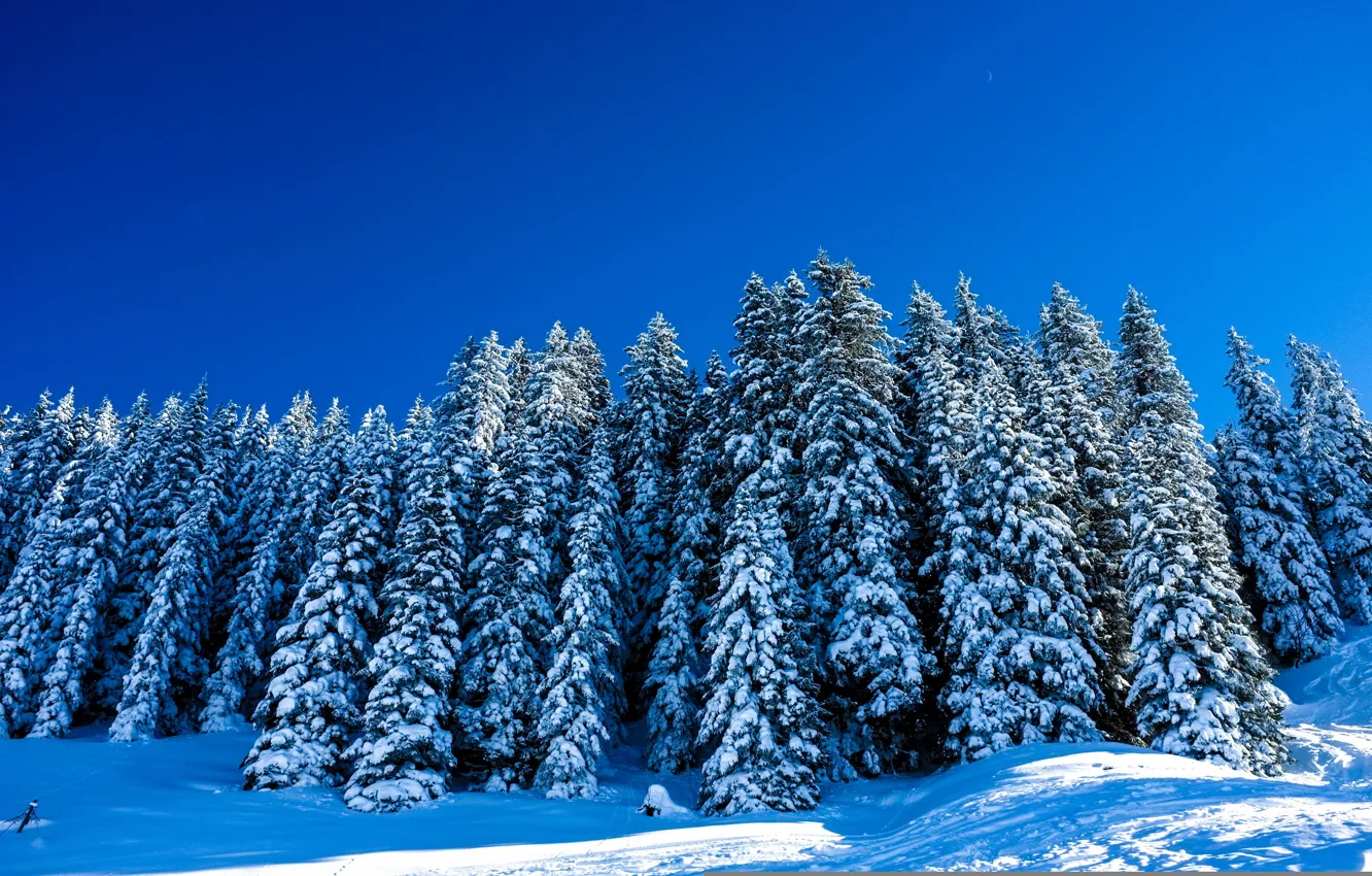 Photo wallpaper winter, trees, landscape