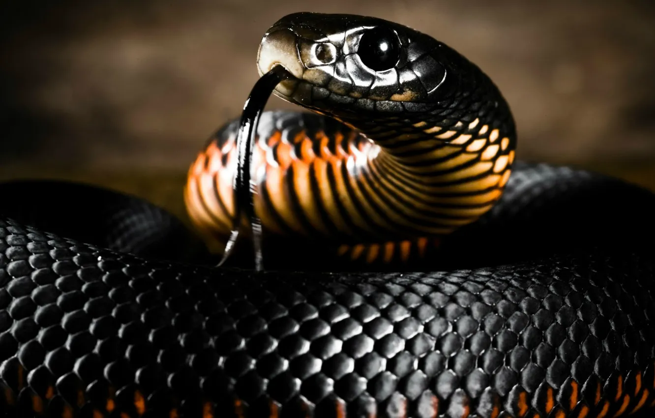 Photo wallpaper language, color, snake, head, scales, painting
