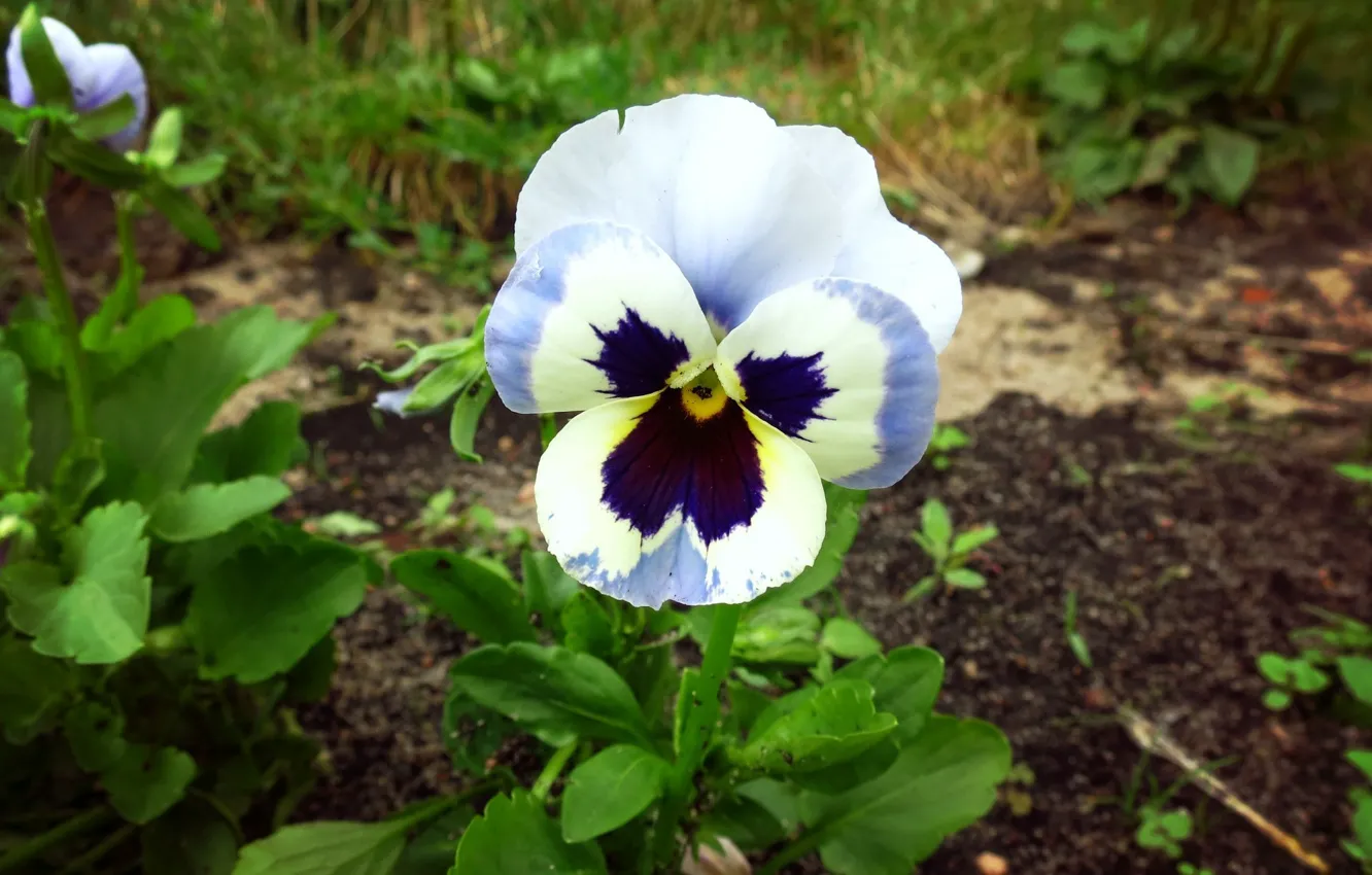Photo wallpaper summer, grass, flowers, Pansy