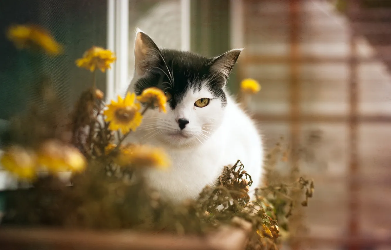 Photo wallpaper cat, flowers, home