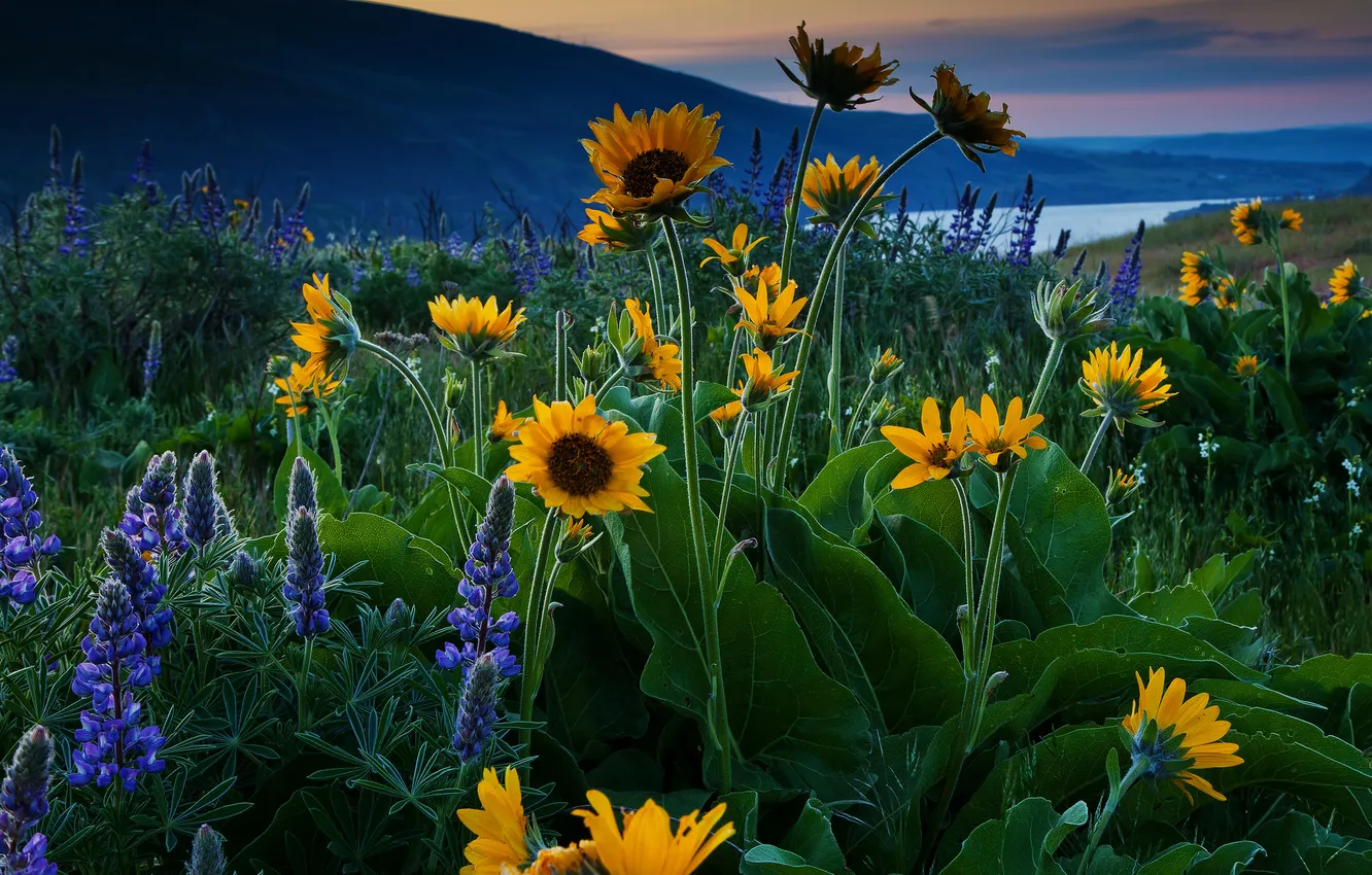 Photo wallpaper the sky, flowers, mountains, lake