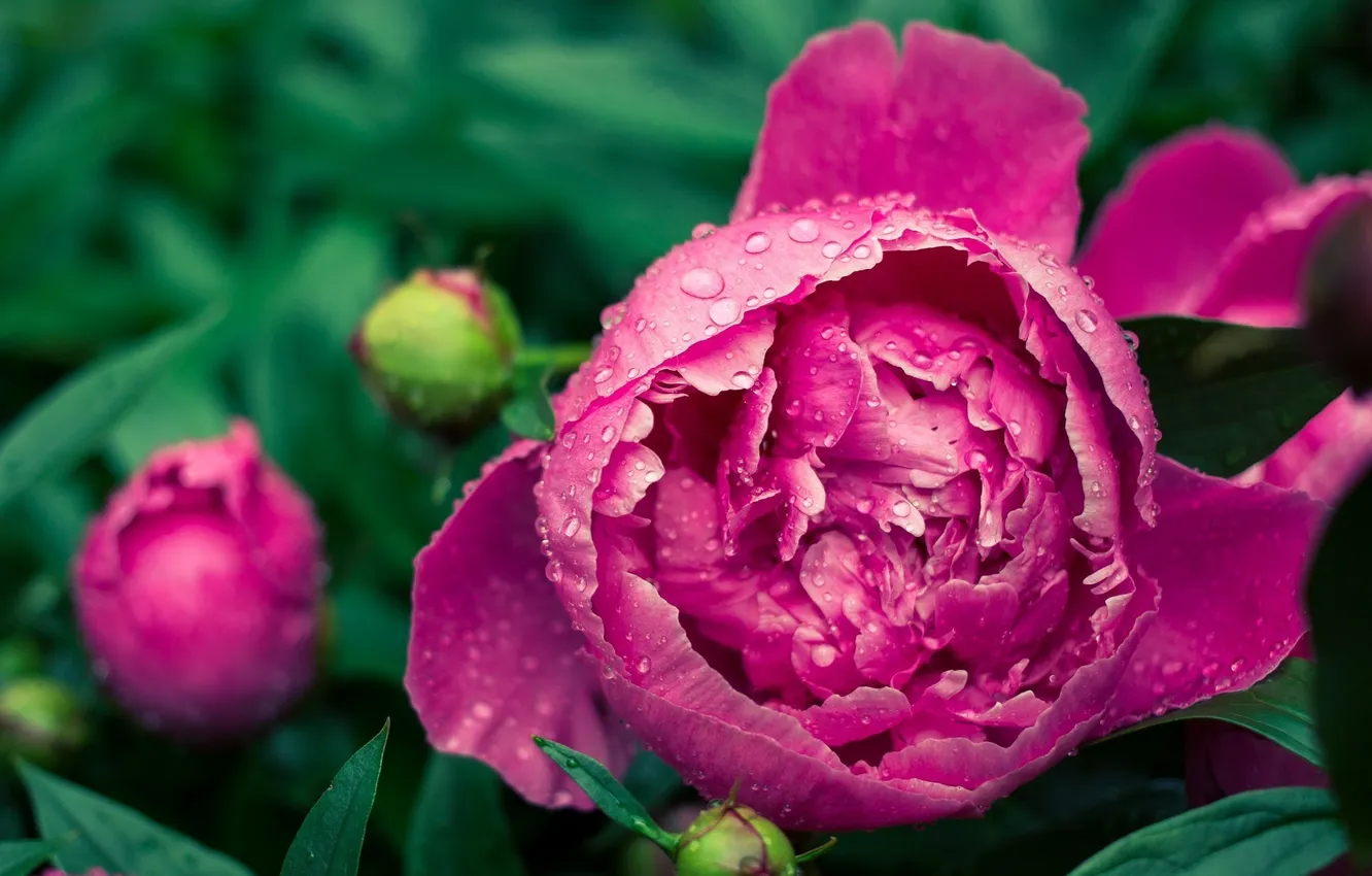 Photo wallpaper drops, petals, peony