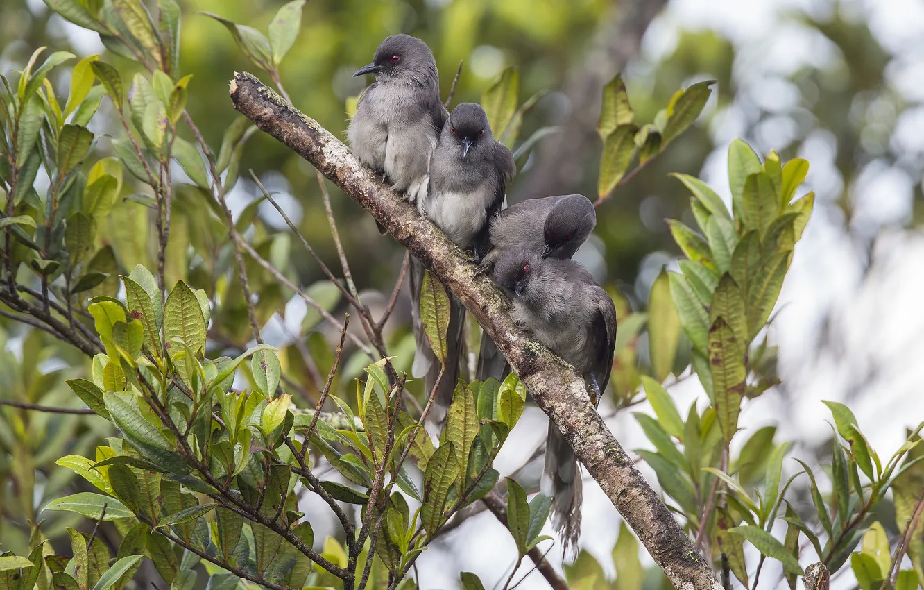 Photo wallpaper leaves, branches, bird, bitches, The long-tailed CBA