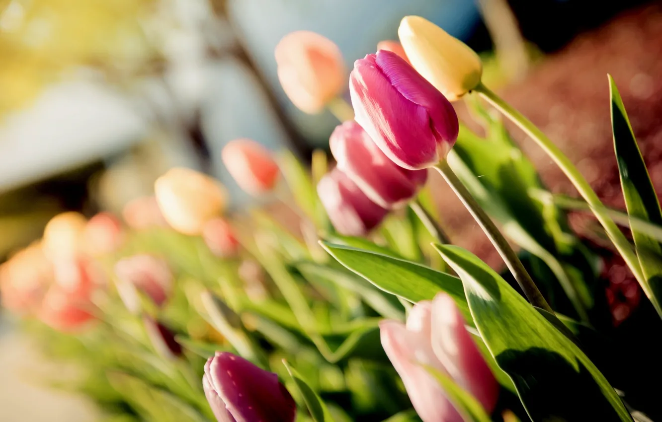 Photo wallpaper macro, flowers, tulips, tulips