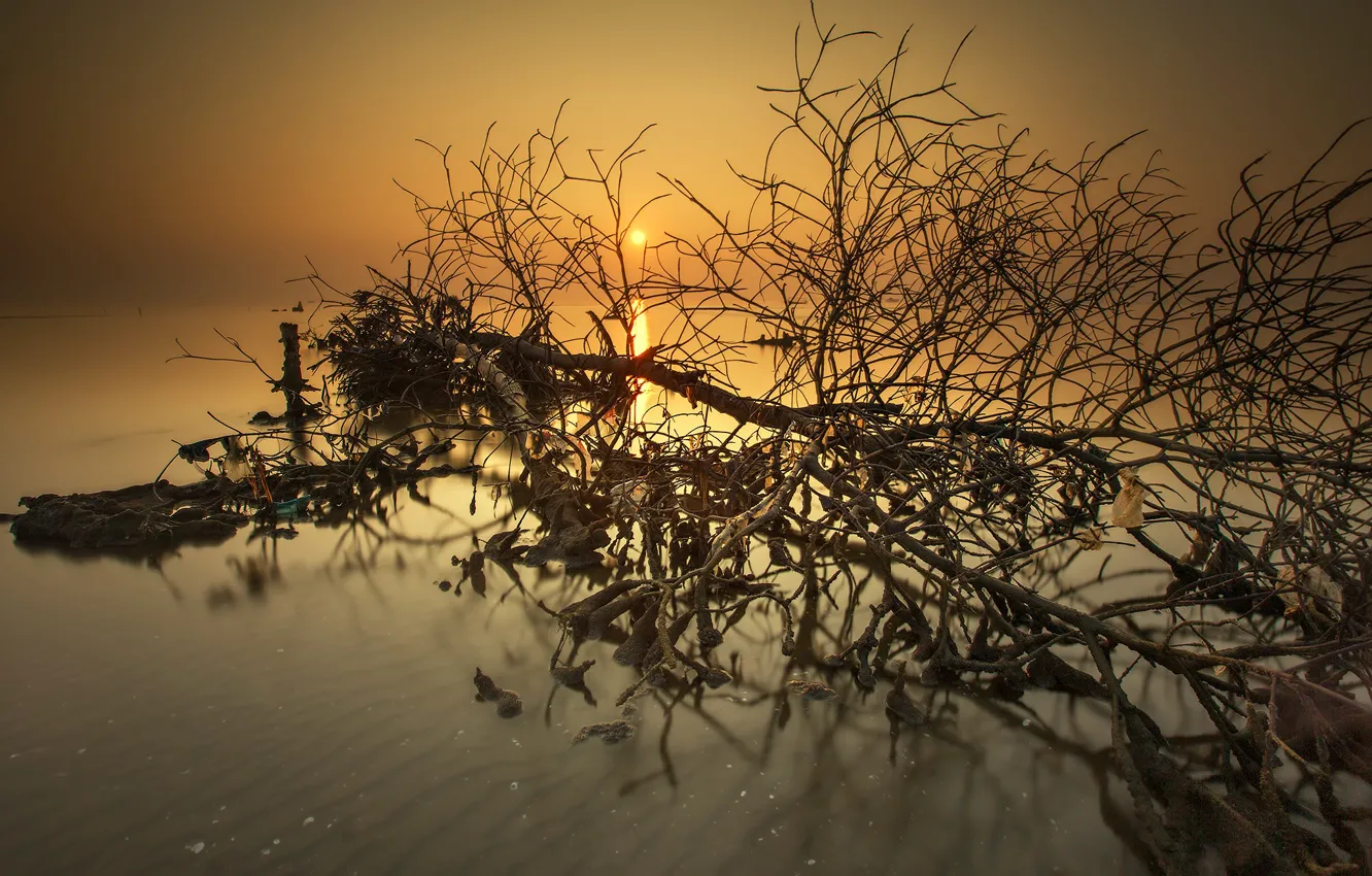Photo wallpaper the sun, trees, sunset, the evening