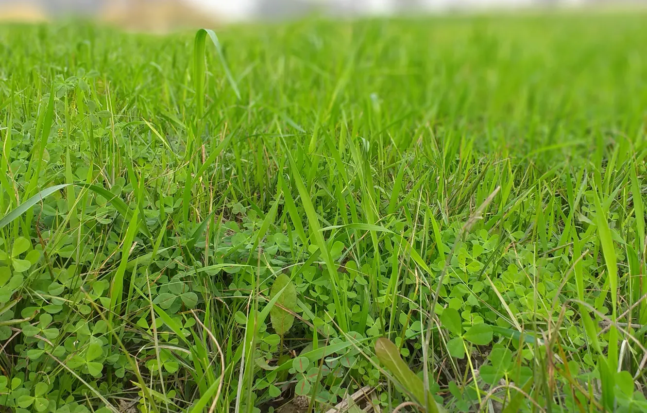 Photo wallpaper grass, field, greenery