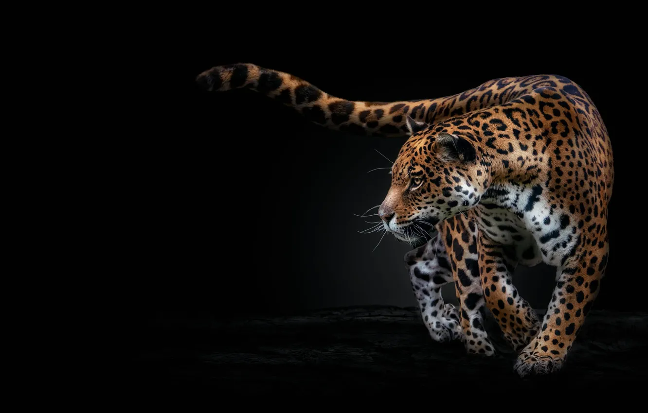 Photo wallpaper pose, Jaguar, black background