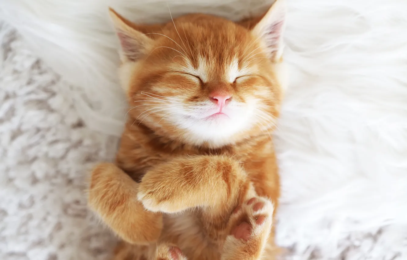 Photo wallpaper muzzle, red, kitty, kitten, cat