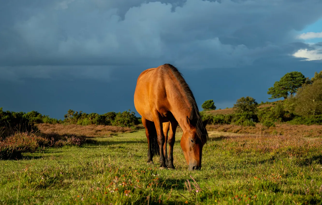 Photo wallpaper field, the sky, blue, horse, horse, grazing