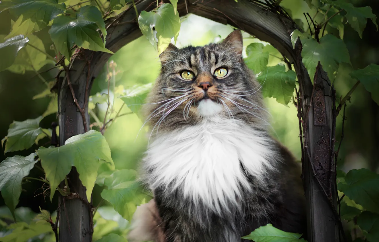 Photo wallpaper greens, cat, summer, cat, look, leaves, branches, nature