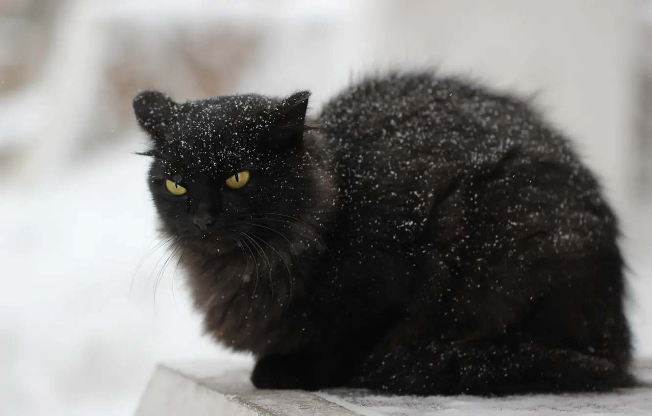 Photo wallpaper cat, snow, background